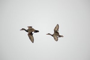 Duck, Gadwall, 2007-05167361 Parker River NWR, MA